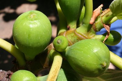 תאנים