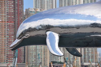 הונג קונג דולפין ווטש