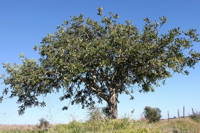 עצים