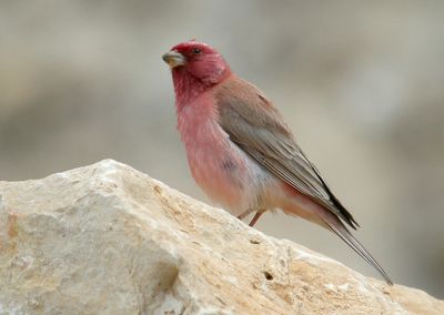 ורדית סיני