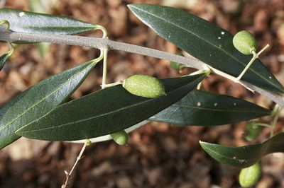 תרופות סבתא